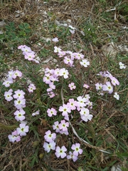 Malcolmia maritima