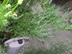 Lepidium sativum