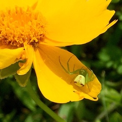 Ebrechtella tricuspidata