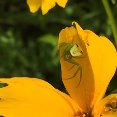 Ebrechtella tricuspidata