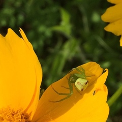 Ebrechtella tricuspidata