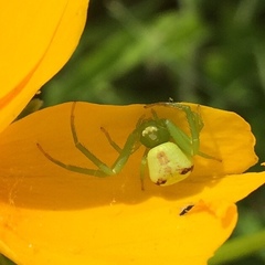 Ebrechtella tricuspidata