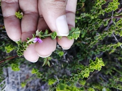 Indigofera candolleana