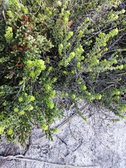 Indigofera candolleana