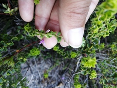 Indigofera candolleana