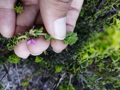 Indigofera candolleana