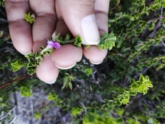 Indigofera candolleana