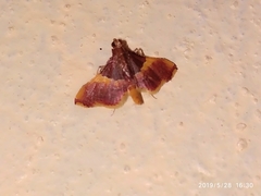 Endotricha mesenterialis