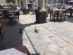 Columba livia domestica
