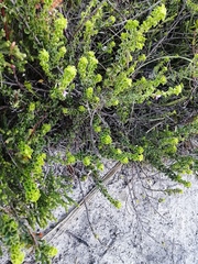 Indigofera candolleana