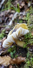 Tricholoma viridiolivaceum