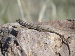 Cowles Prairie Lizard photo 2