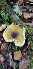 Tricholoma viridiolivaceum