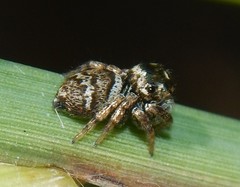 Euryattus bleekeri
