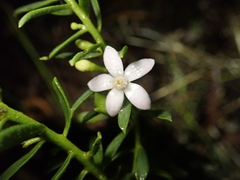 Philotheca queenslandica