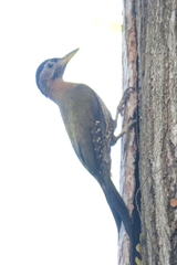 Picus vittatus