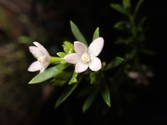 Philotheca queenslandica