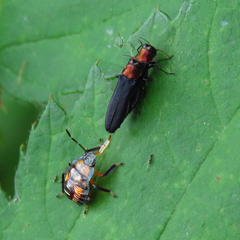 Agrilus ruficollis
