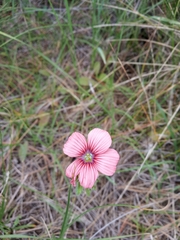 Linum pubescens
