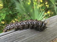 Citheronia sepulcralis