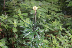 Arisaema heterophyllum