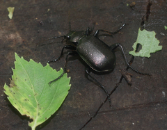 Calosoma inquisitor