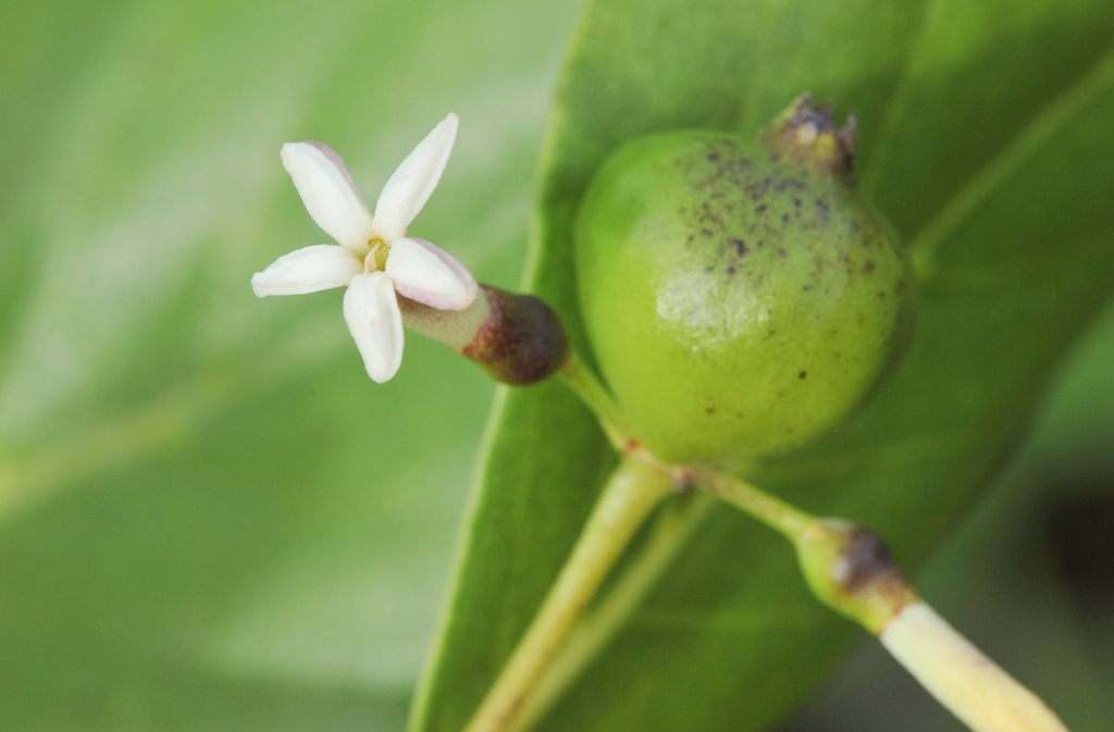 Timonius uniflorus
