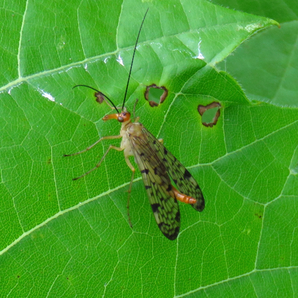 Panorpa maculosa