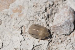 Eurygaster austriaca