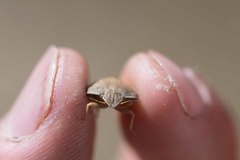 Eurygaster austriaca