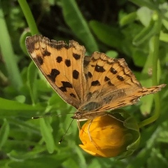 Polygonia c-aureum
