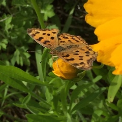Polygonia c-aureum