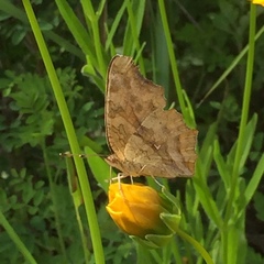 Polygonia c-aureum