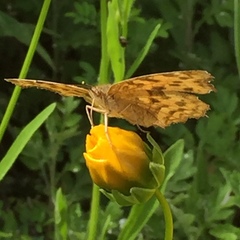 Polygonia c-aureum
