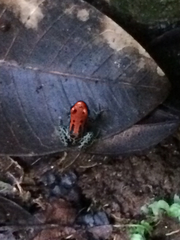 Ranitomeya reticulata