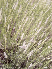 Lavandula lanata