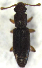 Monotoma longicollis