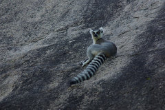 Lemur catta