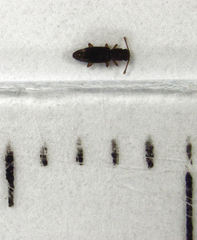 Monotoma longicollis