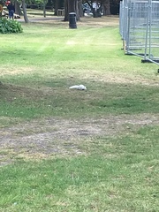 Sciurus carolinensis