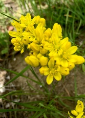 Haplophyllum coronatum