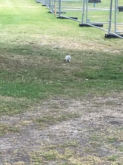 Sciurus carolinensis