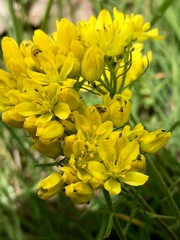 Haplophyllum coronatum