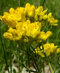 Haplophyllum coronatum