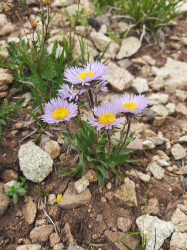 Erigeron grandiflorus