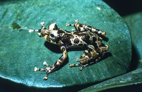 Mebebque frog