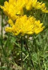 Haplophyllum coronatum