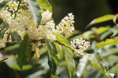 Itea parviflora