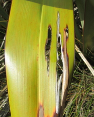 Orthoclydon praefectata