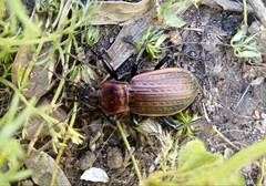 Carabus morbillosus